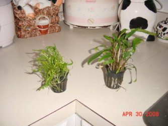 plants_022.jpg