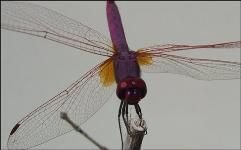 Dragonfly__Small_.jpg