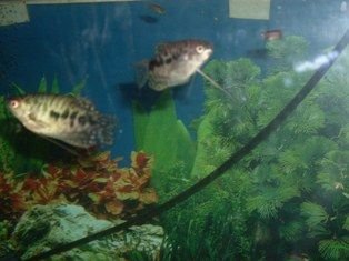 Cosby_Gourami.jpg