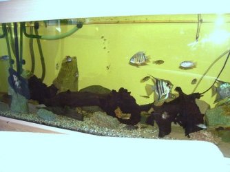 car_and_fish_tank_025_1.JPG