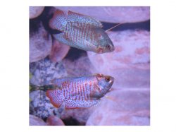 gourami_injury1.jpg