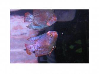 gourami_injury2.jpg