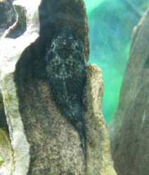 pleco1.jpg