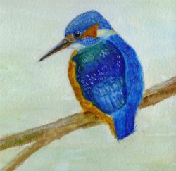 kingfisher_watercolour_2__crop___Medium_.jpg