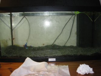 main_tank_view_before_clean.jpg