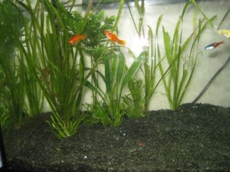 swordtails.jpg