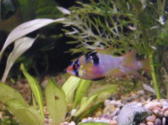 Bolivian_Ram_Cichlid2.jpg