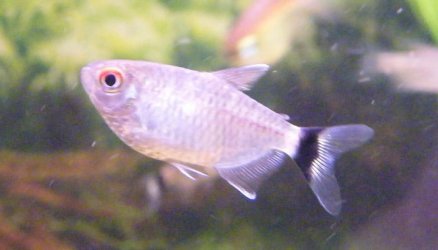 Red_Eye_Tetra.jpg