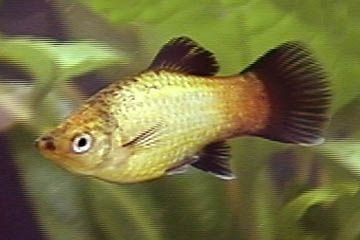 gold_wag_platy_w360.jpg