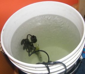 Bucket_Hatchery_2.jpg