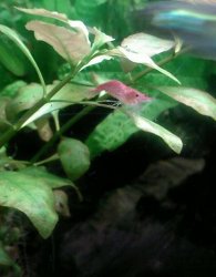 Planted_Tank_Cherry_shrimp.JPG