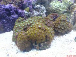 newpolyps.JPG