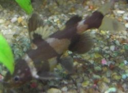 Siamese_Bumblebee_Catfish.jpg