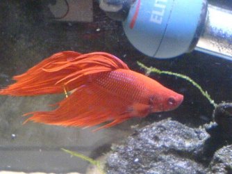 Siamese_Fighting_Fish_1.JPG