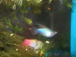 blue_platy.jpg