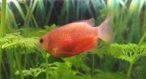 Gourami_cropped.jpg