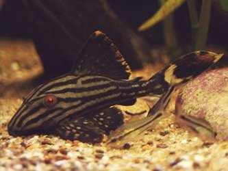 L190_Royal_Pleco_1_.jpg