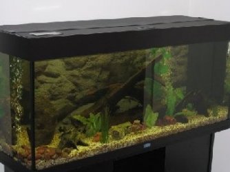 fishtank1.jpg