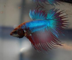 betta01.JPG