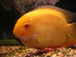 severum_1.jpg