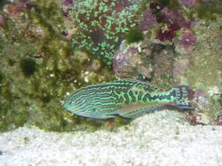 wrasse.jpg