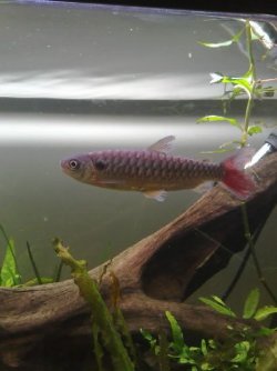 Pinktailedcharacin1.jpg