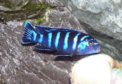 demasoni_female_1.jpg