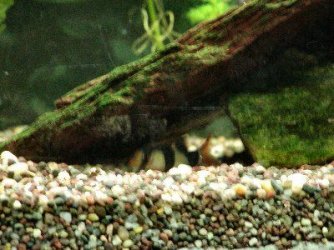 Clown_Loach.jpg