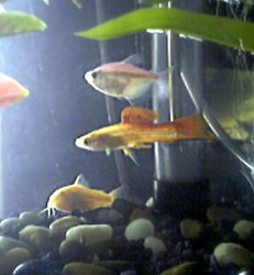 10_gallon_tetra.jpg