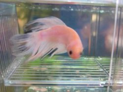 pinkbetta.jpg