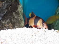 clown_loach.JPG