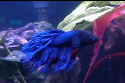 General_Betta002.jpg