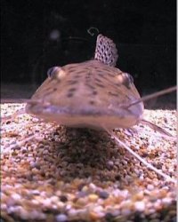 Copy_of_tiger_shovelnose_catfish_3.jpg