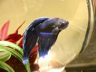 Betta3.jpg