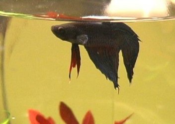 Betta4.jpg