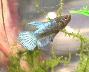 Femalebetta.jpg