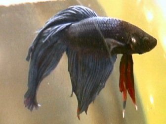 male_betta.jpg