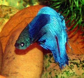 betta_by_rocks.jpg