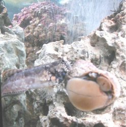 blenny2.jpg