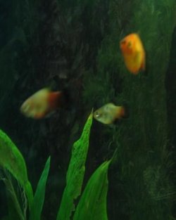 blue_platy.JPG