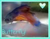 butterflybetta.jpg