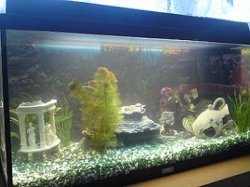 fish_tank_2.jpg