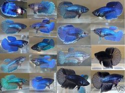 bettas.jpg