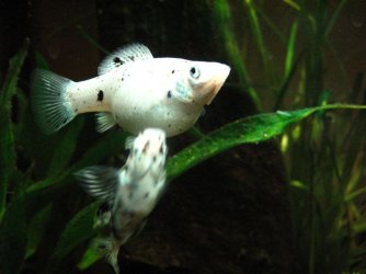 fishies_006.jpg