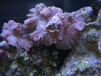 Img_3716Coral.jpg