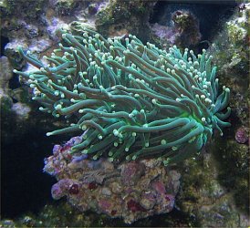 Img_3768TorchCoral.jpg