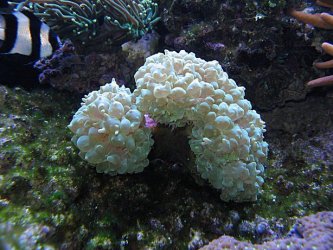 Img_3767HumbugAndBubbleCoral.jpg