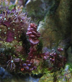 Img_3809PinkCoralGrowingByStarCoral.jpg