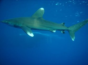 Oceanic_White_Tip_Reef_Shark.jpg