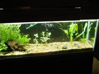 aquarium_new_007.JPG